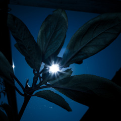 A certain plant07