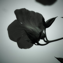 Distance of flower and me