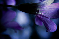 A certain flower014