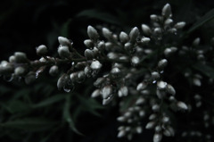 Sight on rainy day_017