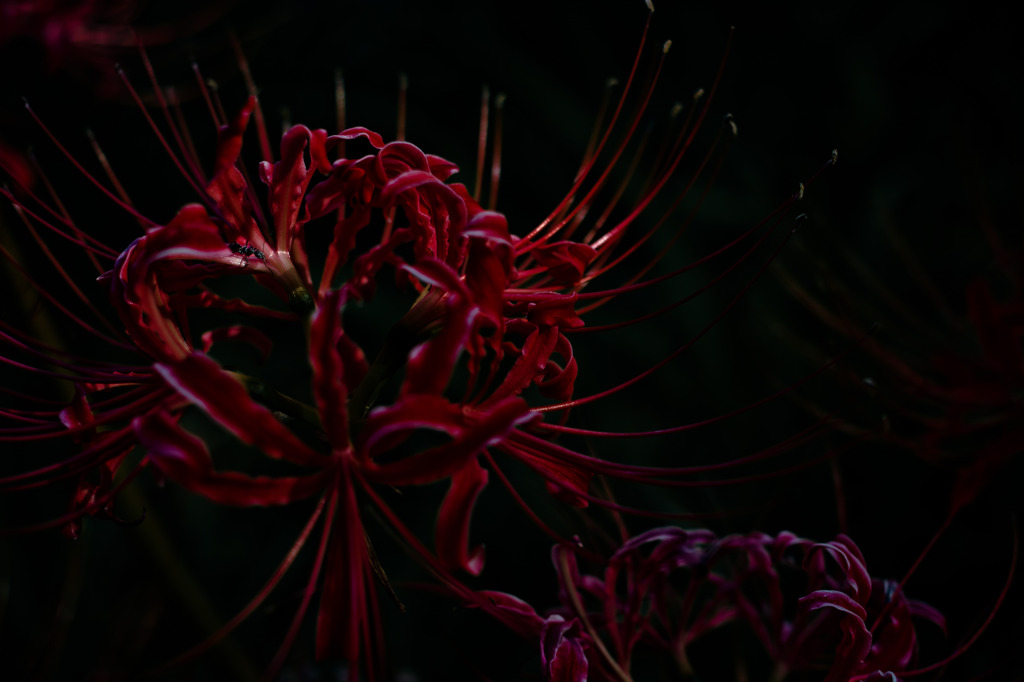 Cluster belladonna