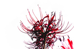 A certain flower038