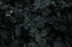Sight on rainy day_018