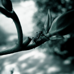 Thorny insect