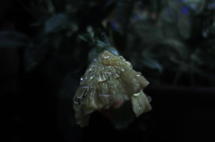 Sight on rainy day_022