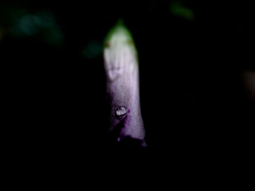 ポツリ