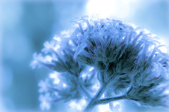A certain flower033