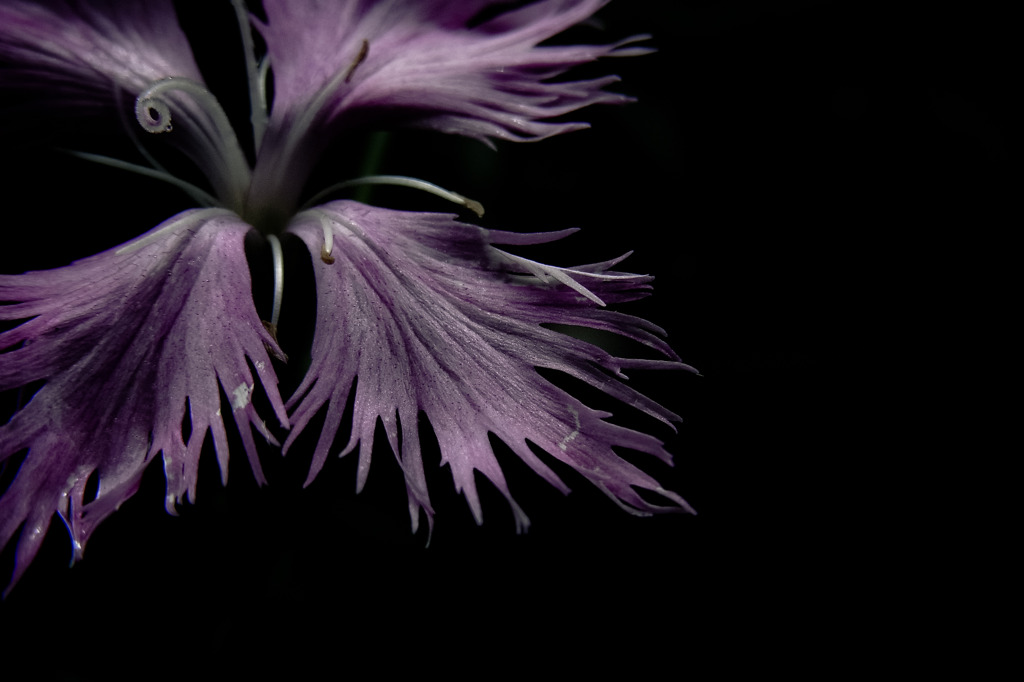A certain flower025