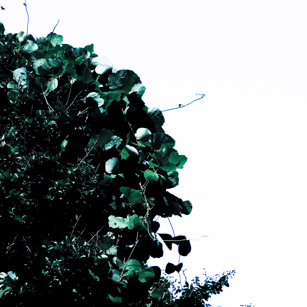 A certain plant012