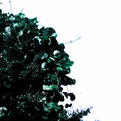 A certain plant012
