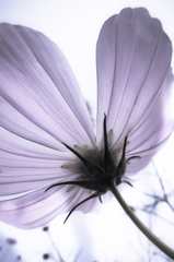 A certain flower048