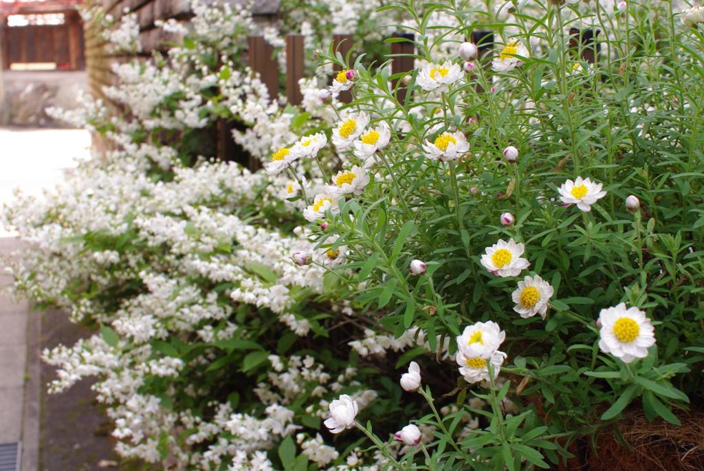 我が家の花