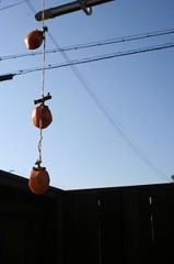 干し柿