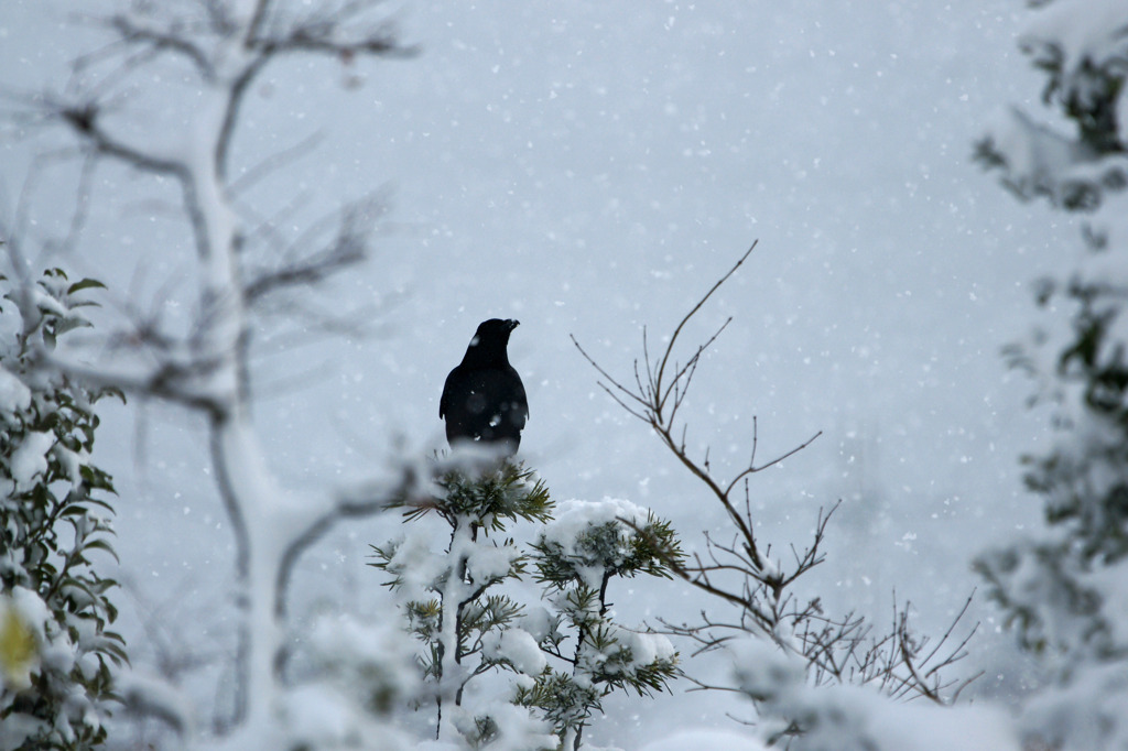 7067m 雪の元旦、白と黒