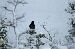 7067m 雪の元旦、白と黒