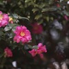 冬を彩る