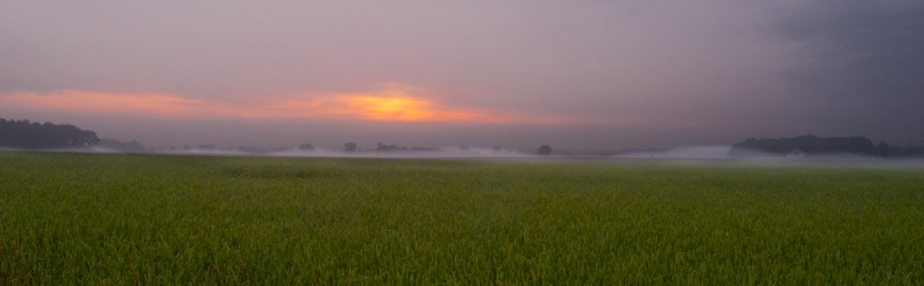 麦畑に霞む朝日