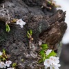 枝朽ち折れて、なお花ひらく