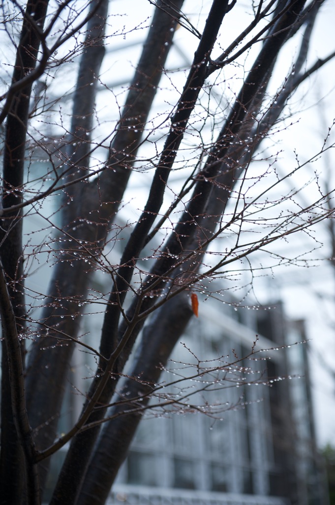雨上がりの宝石