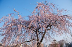 五条しだれ桜