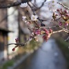 春告花