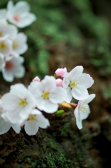 Sakura in moss