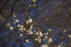 早咲き白梅