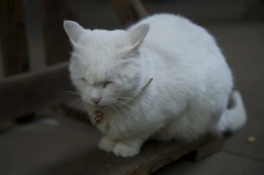愛宕神社の白ネコ