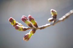 開花を待つ