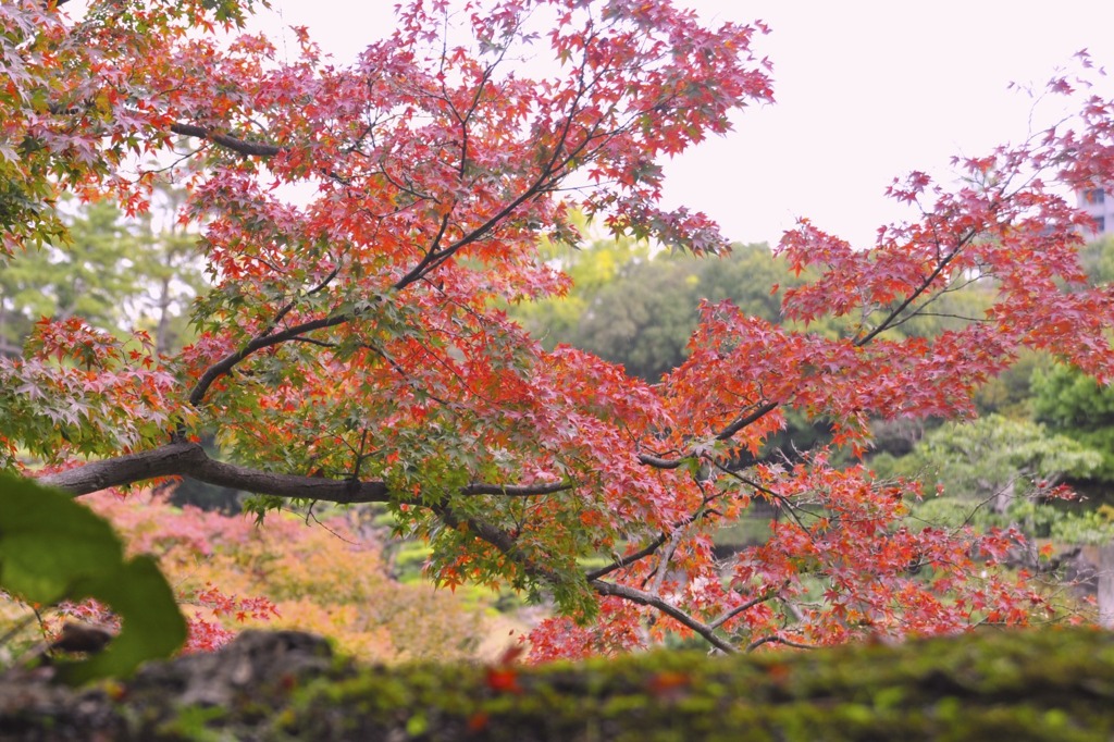 栗林の秋