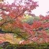 栗林の秋
