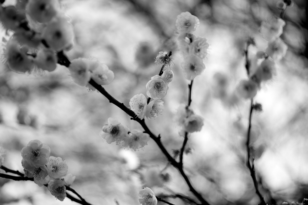 梅の香り