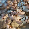 春爛漫　２