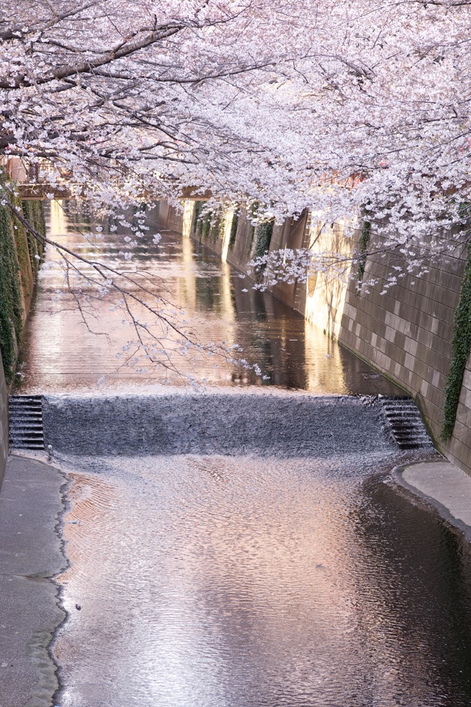 目黒川〜春