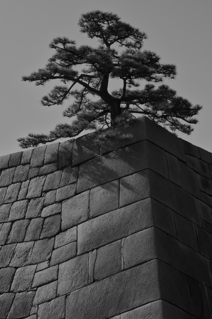 早春 皇居東御苑　天守台
