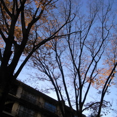 原宿団地