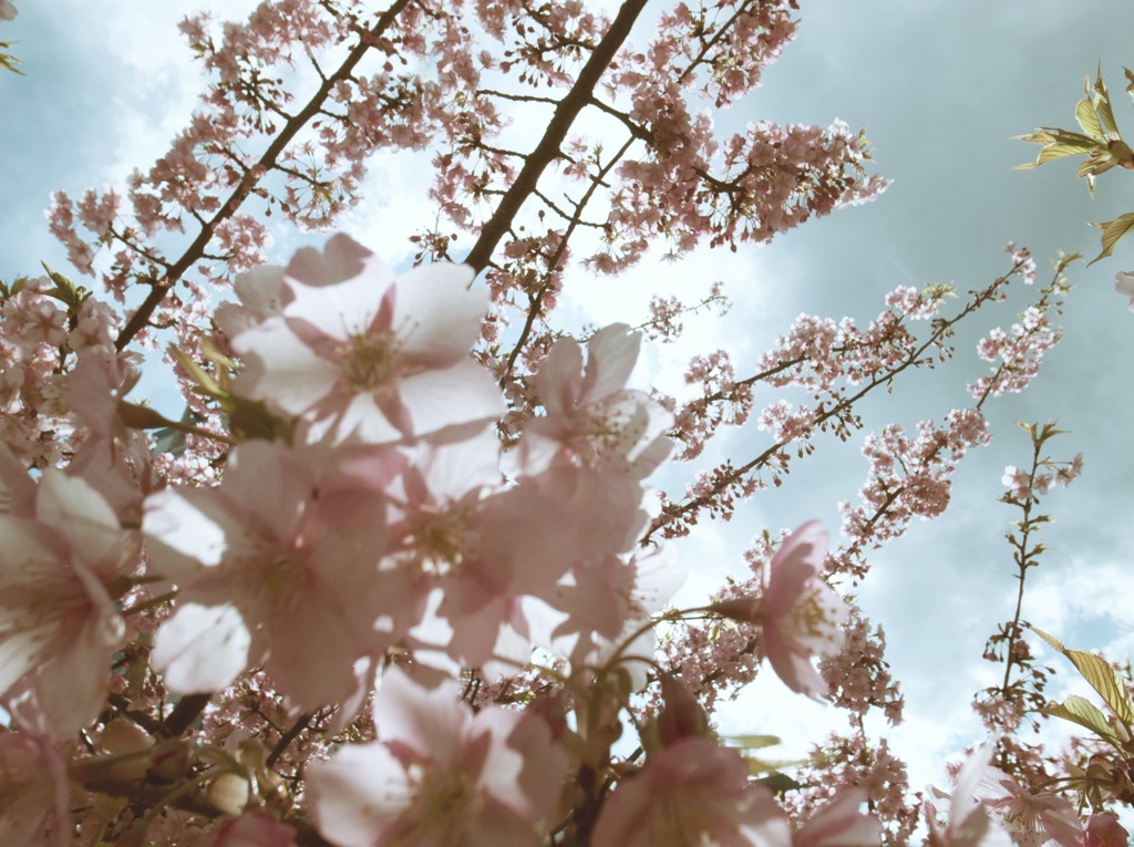 河津桜