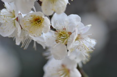 梅の季節