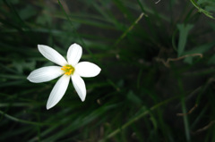 SHIRO