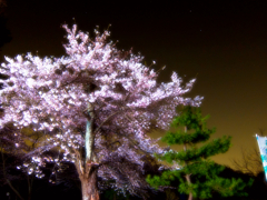 仙台の夜桜です