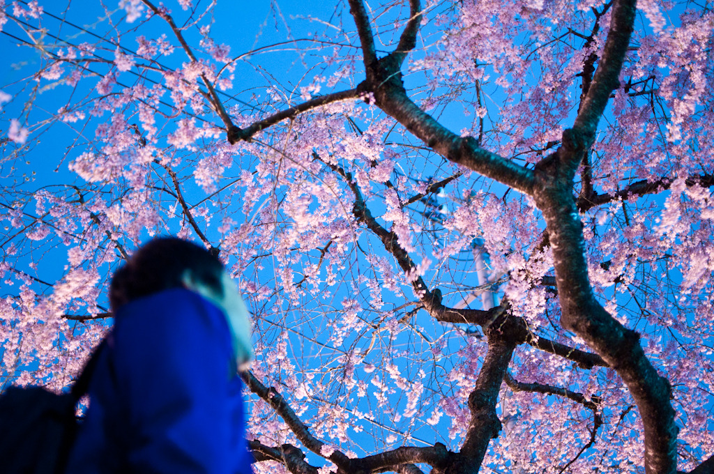 夜桜に誓う