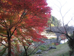 紅