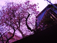住宅地・春１