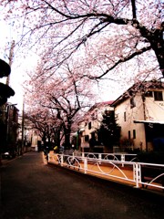 住宅地・春２