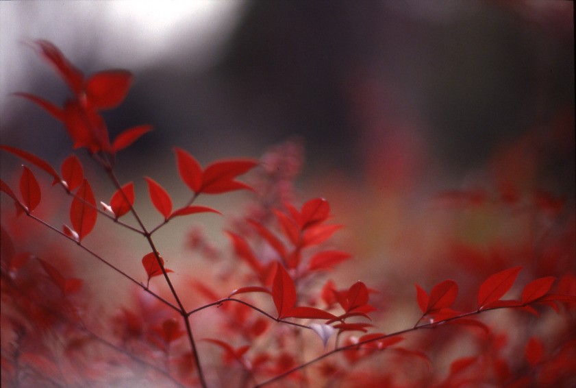 南天の深く赤い葉