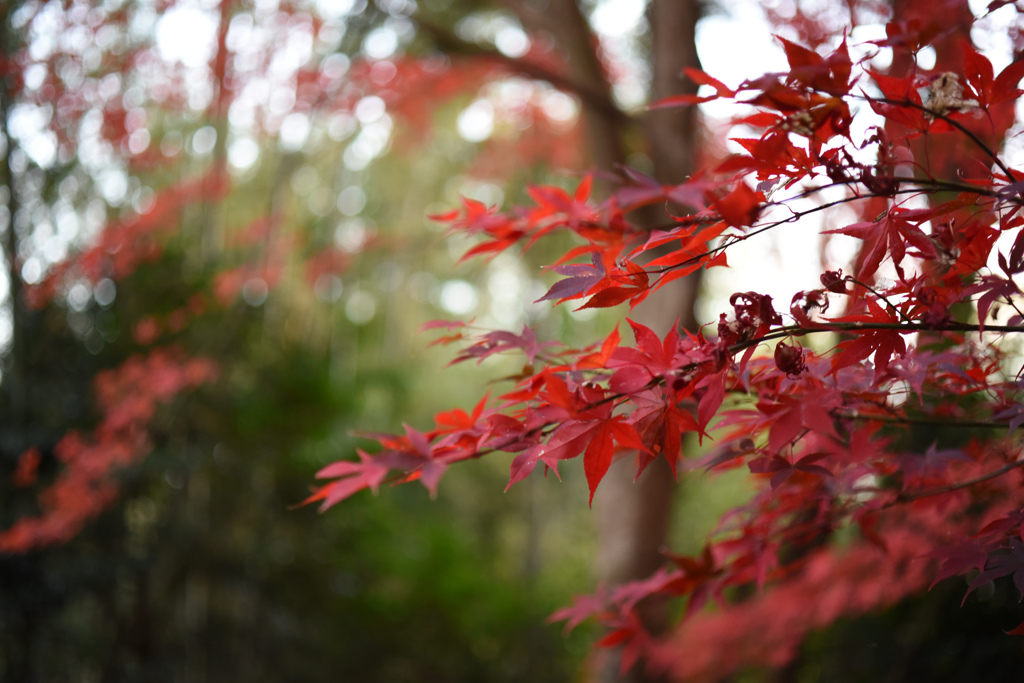 夕闇に沈む紅葉