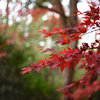 夕闇に沈む紅葉