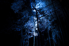 幻想の世界へ