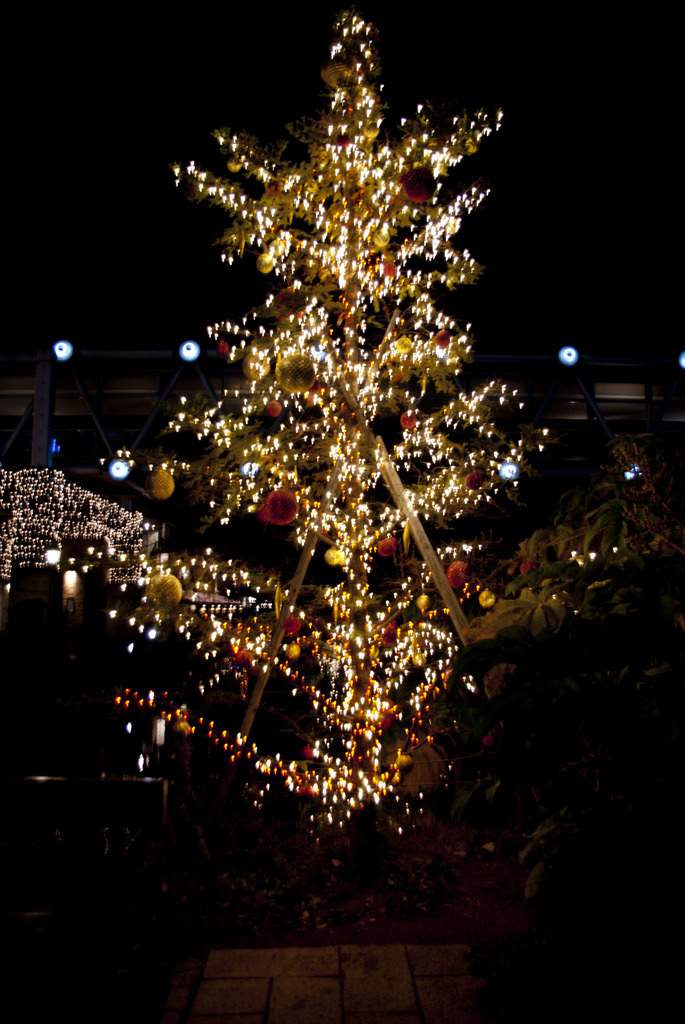 もみの木のクリスマスツリー