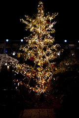 もみの木のクリスマスツリー